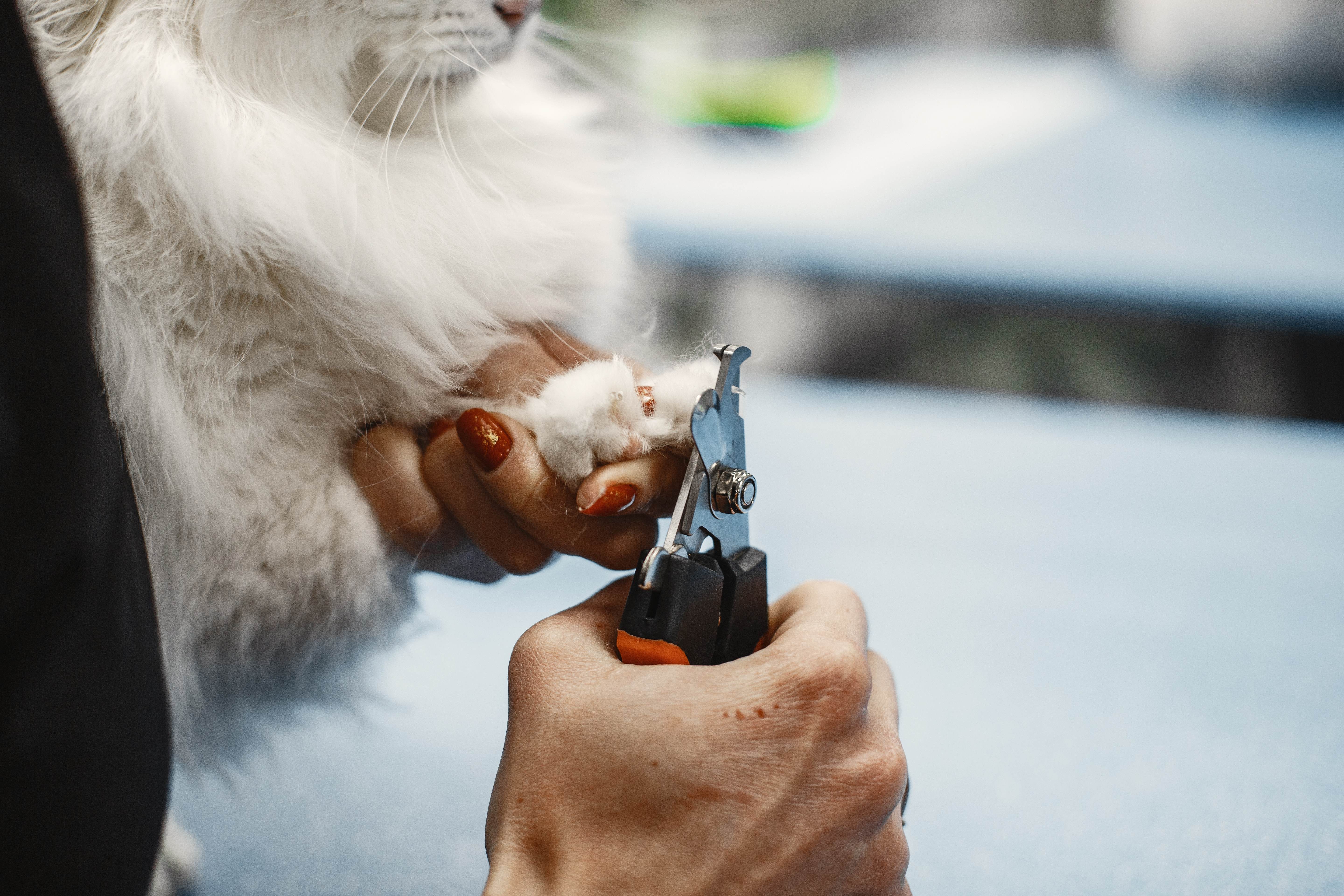 Nail trimming service